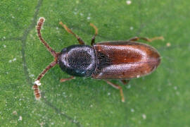 Atomaria linearis / Moosknopfkfer / Schimmelkfer - Cryptophagidae