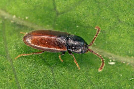 Atomaria linearis / Moosknopfkfer / Schimmelkfer - Cryptophagidae