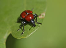 Attelabus nitens / Eichenblattroller / Blattroller - Attelabidae