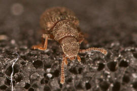 Berginus tamarisci / Tamarisken-Mycelfresser / Baumschwammkfer - Mycetophagidae