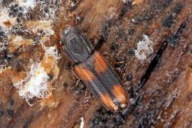 Bitoma crenata / Schwarzroter Rindenkfer (= Ditoma crenata)  / Rindenkfer - Colydiidae