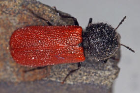 Bostrichus capucinus / Karminroter Kapuzinerkfer / Holzbohrkfer - Bostrichidae