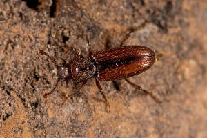 Bothrideres bipunctatus / Gemeiner Gicht-Saftkfer / Blindkfer - Bothrideridae