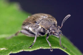 Bruchidius villosus / Ginster-Samenkfer / Samenkfer - Bruchidae