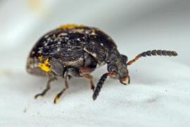 Bruchus atomarius / Ohne deutschen Namen / Samenkfer - Bruchidae