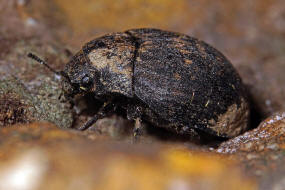 Byrrhus pilula / Gemeiner Pillenkfer / Pillenkfer - Byrrhidae - Byrrhinae