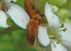 Byturus ochraceus / Ohne deutschen Namen / Familie: Blütenfresser - Byturidae