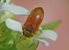 Byturus ochraceus / Ohne deutschen Namen / Familie: Blütenfresser - Byturidae
