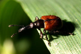 Caenorhinus aequatus / Rotbrauner Apfelfruchtstecher / Triebstecher - Rhynchitidae