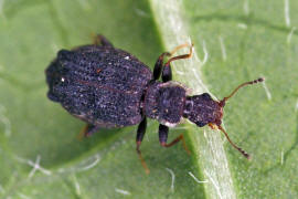 Cartodere nodifer (syn. Aridius nodifer) / Ohne deutschen Namen / Moderkfer - Latridiidae