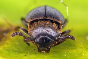 Catops tristis / Ohne deutschen Namen / Nestkfer - Cholevidae