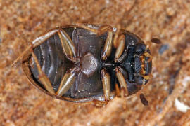 Cercyon laminatus / Ohne deutschen Namen / Wasserfreunde - Hydrophilidae - Sphaeridiinae