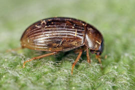 Cercyon laminatus / Ohne deutschen Namen / Wasserfreunde - Hydrophilidae - Sphaeridiinae