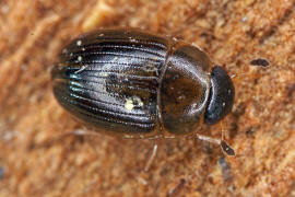 Cercyon laminatus / Ohne deutschen Namen / Wasserfreunde - Hydrophilidae - Sphaeridiinae