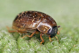 Cercyon laminatus / Ohne deutschen Namen / Wasserfreunde - Hydrophilidae - Sphaeridiinae