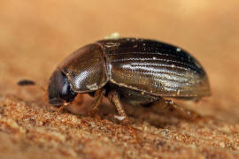 Cercyon laminatus / Ohne deutschen Namen / Wasserfreunde - Hydrophilidae - Sphaeridiinae