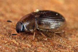 Cercyon laminatus / Ohne deutschen Namen / Wasserfreunde - Hydrophilidae - Sphaeridiinae