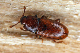 Cerylon ferrugineum / Rostbrauner Rindenkfer / Cerylonidae - Rindenkfer