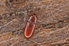 Cerylon ferrugineum / Rostbrauner Rindenkfer / Cerylonidae - Rindenkfer