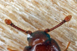 Cerylon ferrugineum / Rostbrauner Rindenkfer / Cerylonidae - Rindenkfer