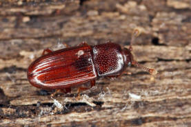 Cerylon ferrugineum / Rostbrauner Rindenkfer / Cerylonidae - Rindenkfer