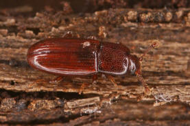 Cerylon ferrugineum / Rostbrauner Rindenkfer / Cerylonidae - Rindenkfer