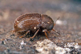 Choragus sheppardi / Sheppards Pilz-Breitrssler / Breitrssler - Anthribidae