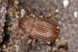 Choragus sheppardi / Sheppards Pilz-Breitrssler / Breitrssler - Anthribidae