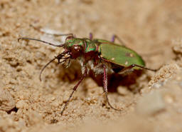 Cicindela campestris / Feld-Sandlaufkfer / Laufkfer - Carabidae / Sandlaufkfer - Cicindelinae