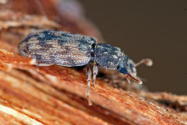 Cicones undatus / Ohne deutschen Namen / Rindenkfer - Colydiidae