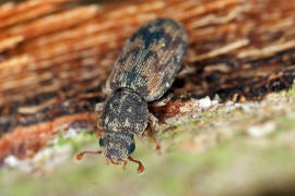 Cicones undatus / Ohne deutschen Namen / Rindenkfer - Colydiidae