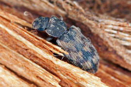 Cicones undatus / Ohne deutschen Namen / Rindenkfer - Colydiidae