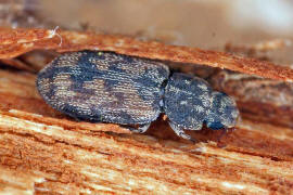 Cicones undatus / Ohne deutschen Namen / Rindenkfer - Colydiidae