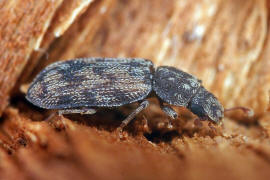 Cicones undatus / Ohne deutschen Namen / Rindenkfer - Colydiidae