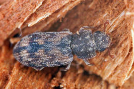 Cicones undatus / Ohne deutschen Namen / Rindenkfer - Colydiidae