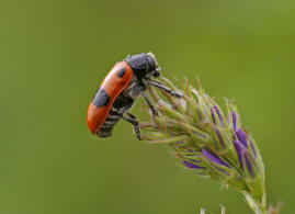 Clytra laeviuscula / Roter Ameisen-Sackkäfer / Familie: Blattkäfer - Chrysomelidae / Unterfamilie: Clytrinae