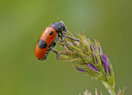Clytra laeviuscula / Roter Ameisen-Sackkäfer / Familie: Blattkäfer - Chrysomelidae / Unterfamilie: Clytrinae