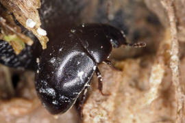 Coelostoma orbiculare / Ohne deutschen Namen / Wasserkfer - Hydrophilidae