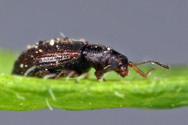 Corticarina fuscula / Ohne deutschen Namen / Moderkfer - Latridiidae