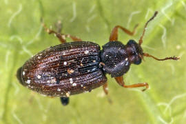 Corticarina fuscula / Ohne deutschen Namen / Moderkfer - Latridiidae