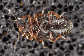 Corticarina fuscula / Ohne deutschen Namen / Moderkfer - Latridiidae