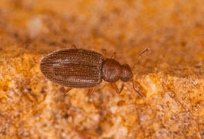 Cortinicara gibbosa / Ohne deutschen Namen / Moderkfer - Latridiidae