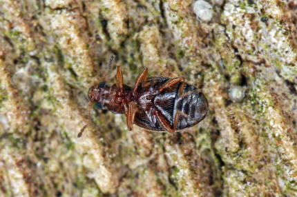 Cortinicara gibbosa / Ohne deutschen Namen / Moderkfer - Latridiidae