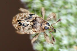 Coryssomerus capucinus / Stirnaugenrssler / Rsselkfer - Curculionidae - Conoderinae