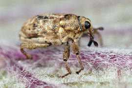 Coryssomerus capucinus / Stirnaugenrssler / Rsselkfer - Curculionidae - Conoderinae