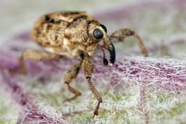 Coryssomerus capucinus / Stirnaugenrssler / Rsselkfer - Curculionidae - Conoderinae