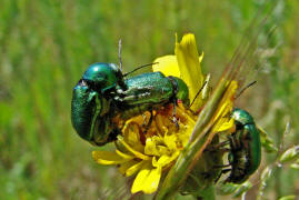 Cryptocephalus aureolus / Smaragd-Fallkfer / Blattkfer - Chrysomelidae - Cryptocephalinae