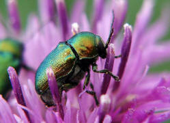 Cryptocephalus sericeus / Seidiger Fallkfer / Blattkfer - Chrysomelidae - Cryptocephalinae