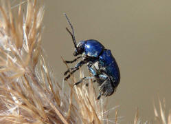 Cryptocephalus sericeus / Seidiger Fallkfer / Blattkfer - Chrysomelidae - Cryptocephalinae