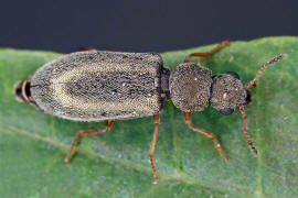 Danacea nigritarsis / Ohne deutschen Namen / Wollhaarkfer - Melyridae
